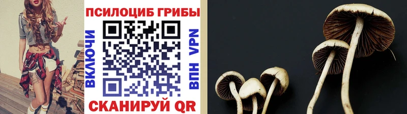 Галлюциногенные грибы Psilocybine cubensis  магазин  наркотиков  Петровск-Забайкальский 